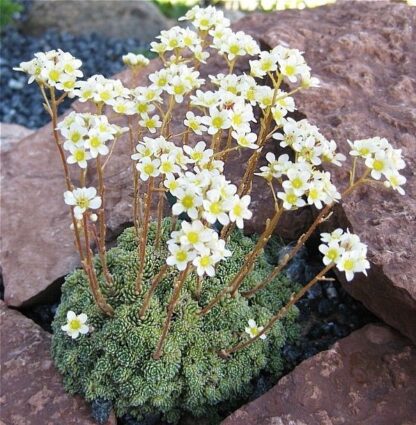 Saxifraga Paniculata Aizoon