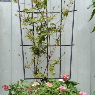 Pot Trellis - Medium (128x45cm)