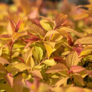 Spiraea Japonica 'Firelight'