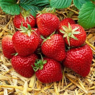 Strawberry Elsanta - Plant For Masses of Delicious Strawberries
