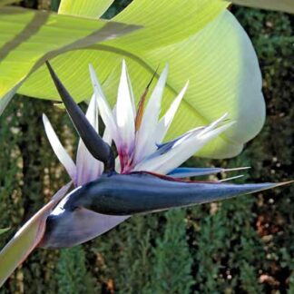 Strelitzia Nicolai - White Bird of Paradise Plant Circa 80-100cm Tall