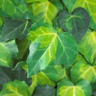 Large 5-6ft Specimen Climber - Hedera Sulphur Heart  - Evergreen Ivy