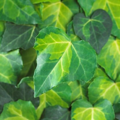 Large 5-6ft Specimen Climber - Hedera Sulphur Heart  - Evergreen Ivy