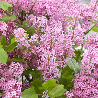 Dwarf Korean Lilac - Syringa Josee Shrub - Pack of Three Plants