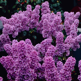Syringa Vulgaris 'Ludwig Spaeth' - Lilac