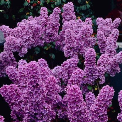 Syringa Vulgaris 'Ludwig Spaeth' - Lilac