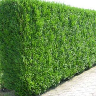 Thuja Plicata 'Martin' - Circa 100-120cm - Specimen or Hedging Conifers