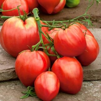 Tomato Plant Cuor Di Bue (Bulls Heart)