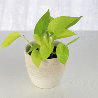 Philodendron Scandens Lemon Lime