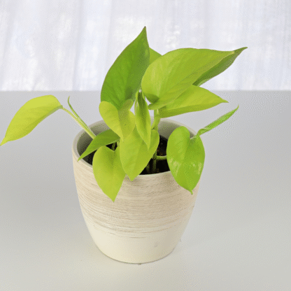 Philodendron Scandens Lemon Lime