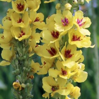 Verbascum Nigrum Dark Eyes