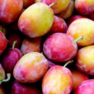 Patio Fruit Tree - Plum 'Little Vic' - Prunus Domestica Victoria