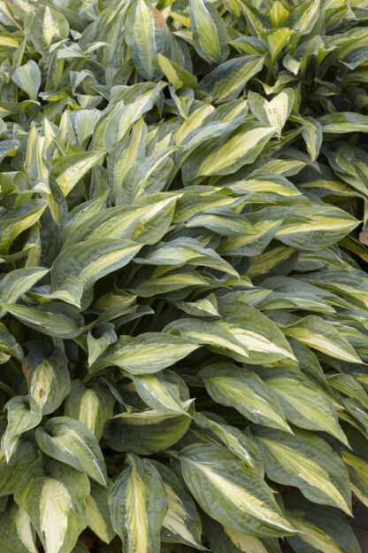 Hosta 'Stained Glass'