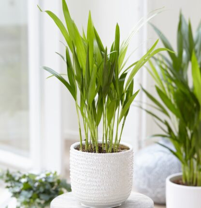 Dypsis Areca Parlour Palm - Perfect Palm For Indoors