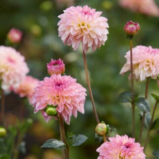 Dahlia Esli - Pack of Three