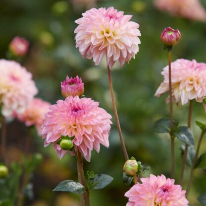 Dahlia Esli - Pack of Three