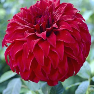 Dahlia Spartacus