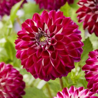 Dahlia Embassy