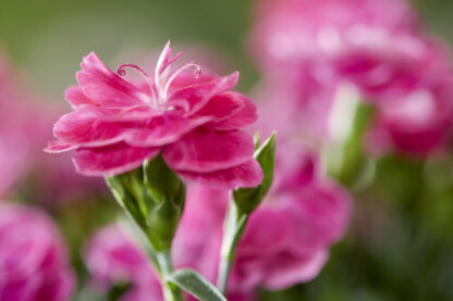 Dianthus Caryophyllus 'Peman'