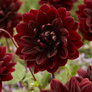 Dahlia Sam Hopkins - Pack of Three