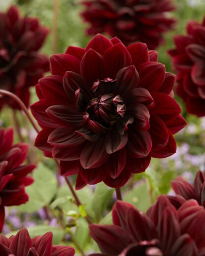 Dahlia Sam Hopkins - Pack of Three