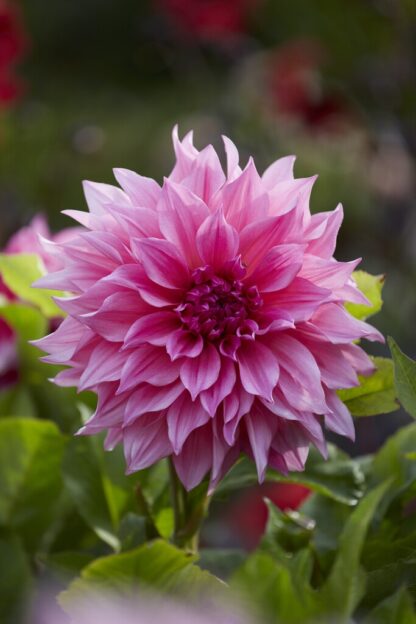 Dahlia Cafe Au Lait Rose