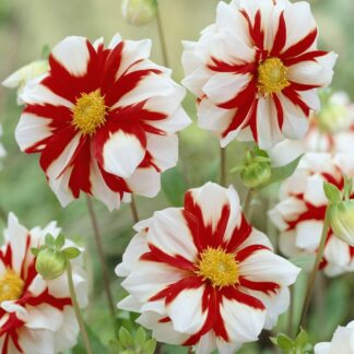 Dahlia Fire And Ice