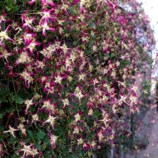 Clematis Triternata Rubromarginata
