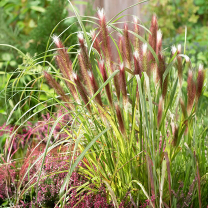 Pennisetum Alopecuroides 'Red Head'