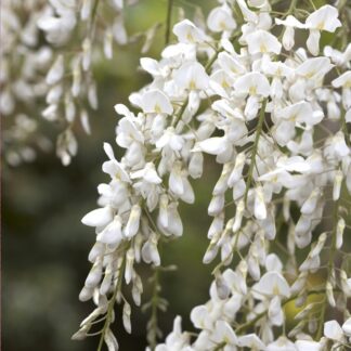 Wisteria Brachybotrys Shiro-Kapitan - Silky Wisteria - Large Specimen Plant 6ft