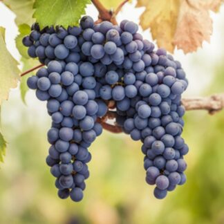 Dwarf Grape Vine - Vitis Vinifera Pinot Noir
