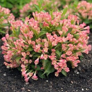 Weigela Florida All Summer Peach