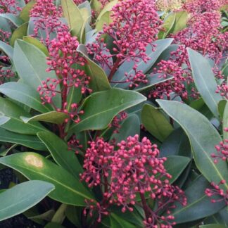 Skimmia Japonica Rubella - Evergreen in Bud
