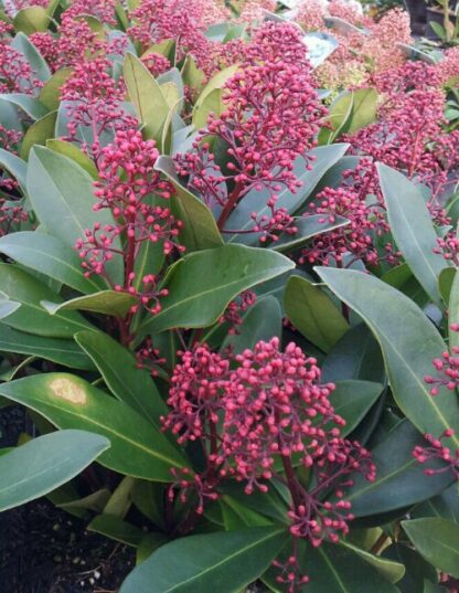 Skimmia Japonica Rubella - Evergreen in Bud