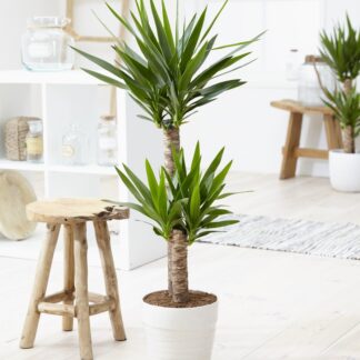 Yucca Elephantipes - Indoor Yucca Tree - Approx. 100-120cm