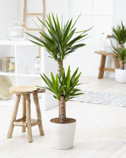 Yucca Elephantipes - Indoor Yucca Tree - Approx. 100-120cm