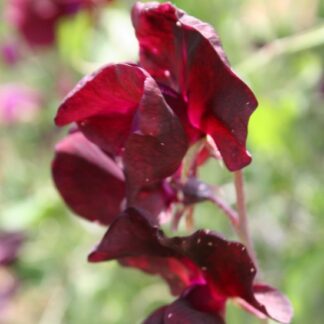 Sweet Pea Plant Spencer Beaujolais