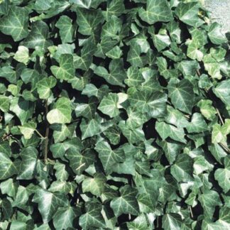 Hedera Hibernica - Irish or Boston Ivy - Evergreen Climber