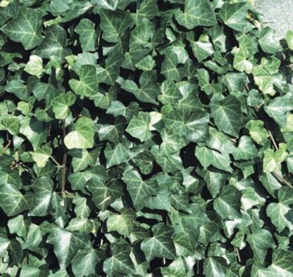 Hedera Hibernica - Irish or Boston Ivy - Evergreen Climber