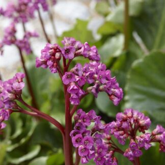 Bergenia Cordifolia - Elephants Ears