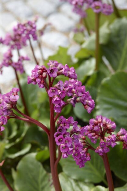 Bergenia Cordifolia - Elephants Ears