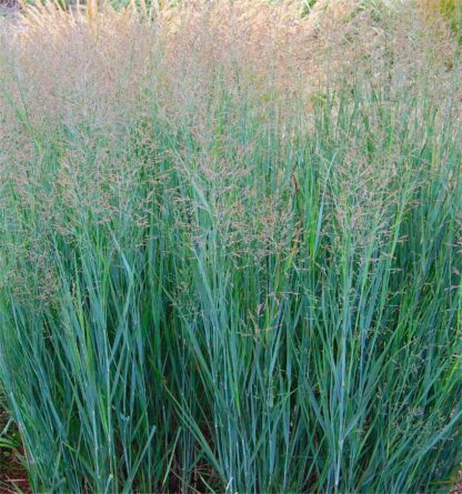 Panicum Virgatum Heavy Metal