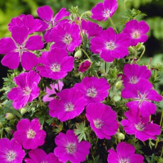 Geranium Sanguineum Max Frei - Hardy Geranium