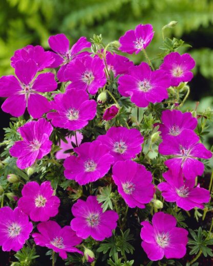 Geranium Sanguineum Max Frei - Hardy Geranium