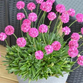 Armeria Dremeria Dreamland