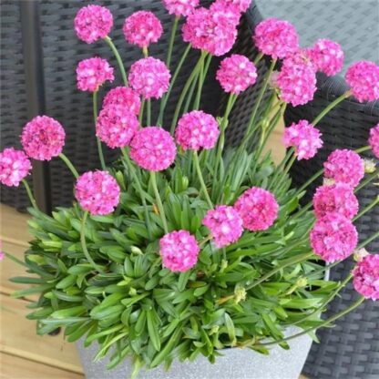 Armeria Dremeria Dreamland