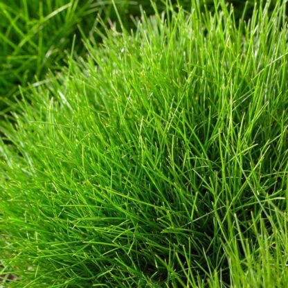 Festuca Gautieri Green