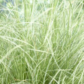 Carex Comans Frosted Curls