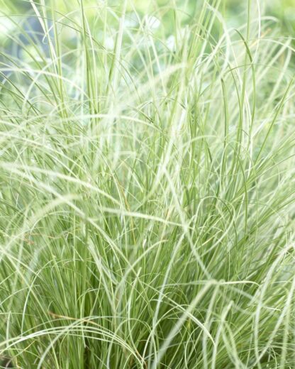 Carex Comans Frosted Curls