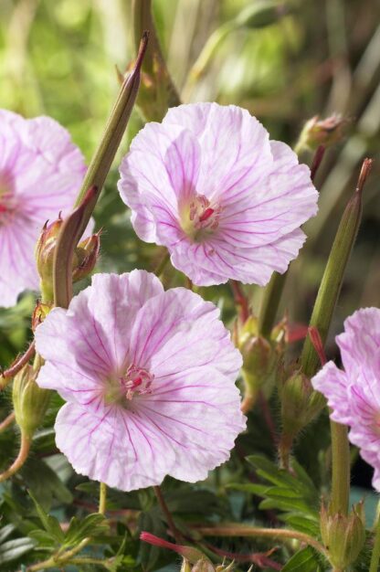 Geranium Sanguineum Striatum
